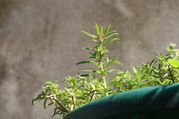 Moss rose purslane flower plant nursery