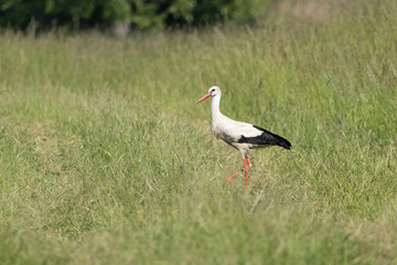 Cigogne dans un champ