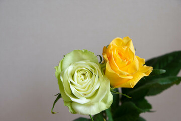 黄色と緑のばら