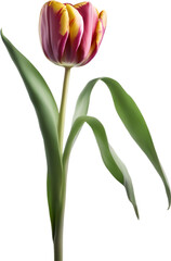 Naklejka premium Close-up of a blooming tulip flower. 