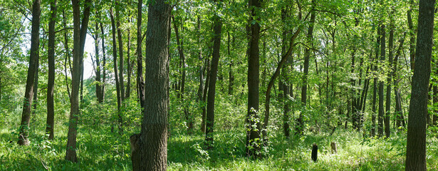 Panorama of the forest on a quiet sunny summer day.