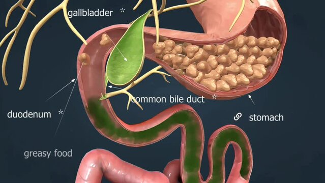 Functions of gall bladder
