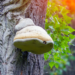 A large tinder mushroom grows on the trunk of a tree