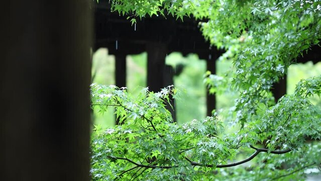 東福寺　京都　青紅葉　雨