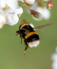 Bumblebee in flight in nature. Macro