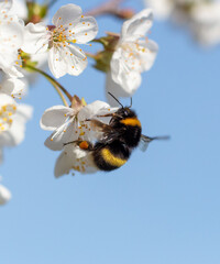 Bumblebee on a white flower tree against a blue sky. Macro