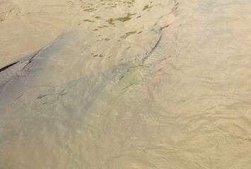 Arapaima swims on the surface of the water. Amazonian fish