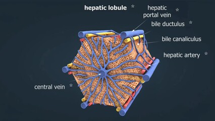 Hepatic lobule