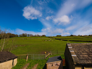 Views over Yorkshire's fields with resting cows and dry walls, with sunshine, a blue sky, and some light clouds