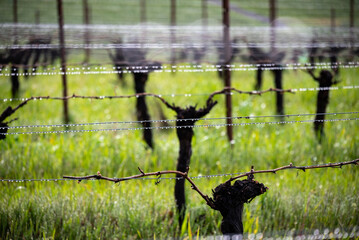 A vineyard in Oregon in winter shows the aftereffects of rain showers, droplets along wire...