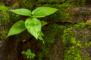 A small tree growing on a break wall. Concept of life with selective focus.