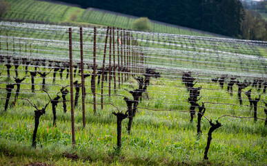 A vineyard in Oregon in winter shows the aftereffects of rain showers, droplets along wire...