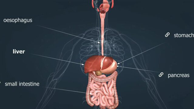  Human liver anatomy