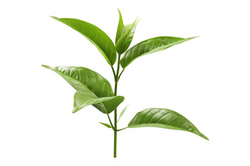 Green tea isolated on transparent background