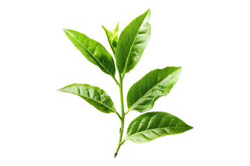 Obraz premium Green tea isolated on transparent background