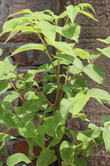 Muntingia calabura plant on jungle