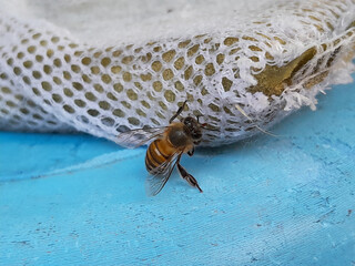 insect life in dry season