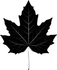 Obraz premium An image of a stylized leaf.