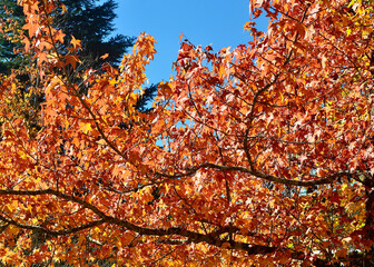 Beautiful orange leaves on a branch at autumn.