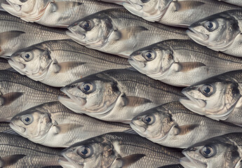Obraz premium A pattern of sea bass fish arranged in rows on the market stand, creating an abstract background. 
