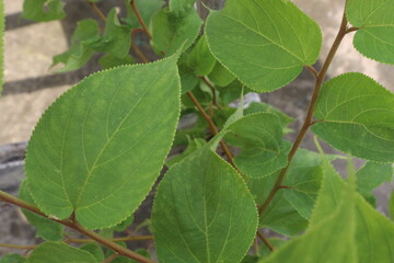 Muntingia calabura plant on jungle