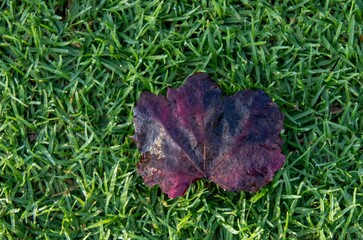 A damp red autumn leaf isolated on a patch of green grass image in horizontal format for background...