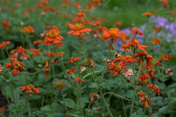 Geum quellyon blooms in the garden in spring