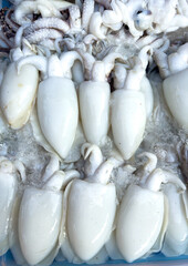 Fresh squid on a market stall