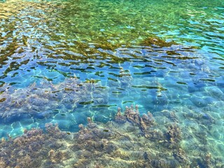 Algae seaweed in the clear sea water.