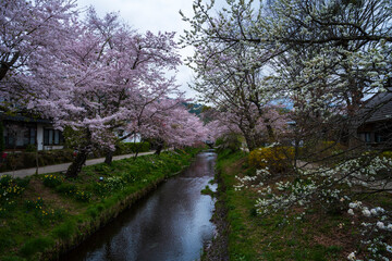 Cherry blossoms and a clear water stream on the site of Clear Water Village in Japan.