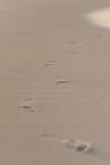 Footprints leading away on soft sandy beach