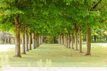Serene tree-lined pathway in a lush green park
