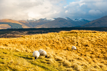 Three Sheep Grazing in Front of Ben Nevis in Scotland