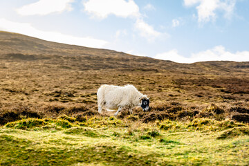 Single Sheep on the Side of a Mountain