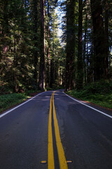 An empty road winds through tall trees.