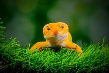 gecko on a green leaf