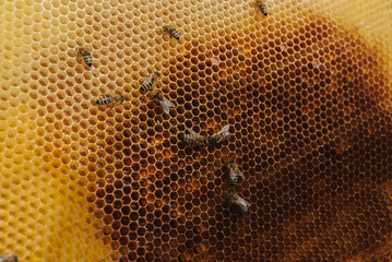 harvest honey, bees make honey