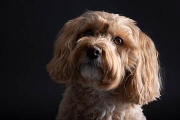 Maltipoo dog on black background