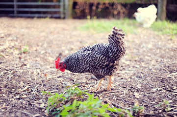 Barred Rock chicken foraging in a farmyard setting