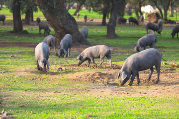 Pigs graze on farm in countryside of navalvillar de pela,  Extre
