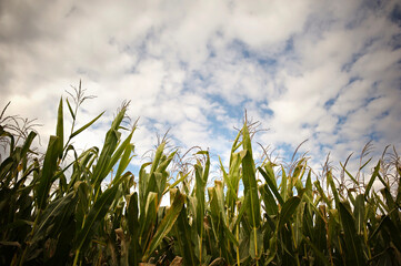 Fototapeta premium Green corn stalks in field under cloudy blue sky