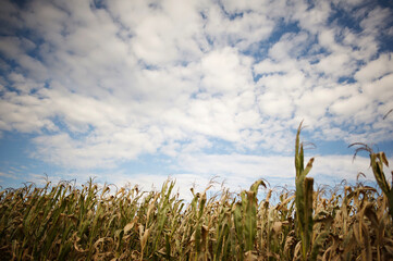 Corn field under bright blue autumn sky