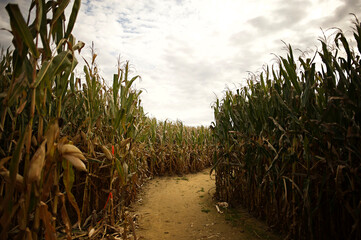 Green stalks leading to down corn maze under sunny sky