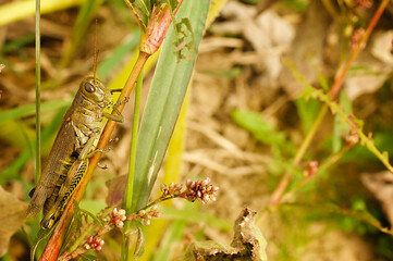 Green grasshopper resting on green blade of grass in field