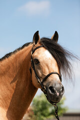 Head shot of buckskin welsh pony