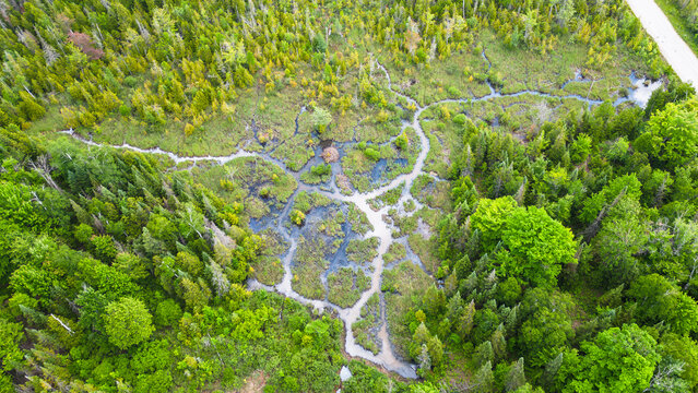 Intricate Waterways Amidst Lush Green Forests in Guelph, Ontario