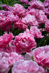 Pink and white tulip flowers in spring bloom