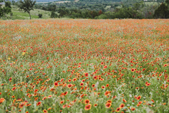 Vast field of red wildflowers in bloom.