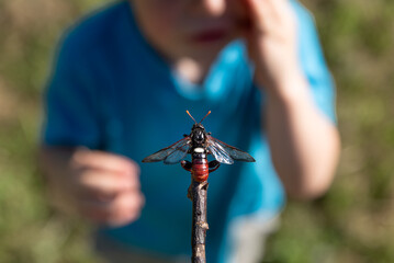 Child observes cicada on stick, close-up