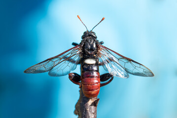 Close-up of cicada on stick against blue